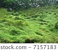 Moss crawling on the ground of the forest 7157183