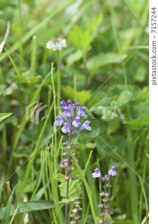 Skullcap 7157244