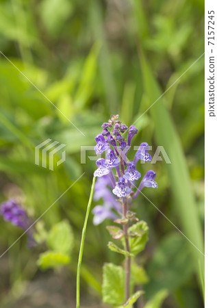 Skullcap Skullcap 7157245