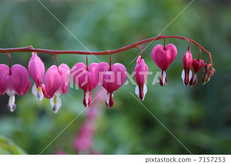 Tightspeare Tightspeare 7157253