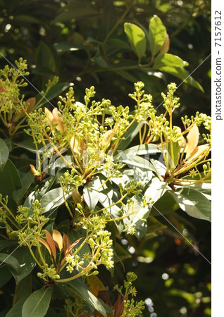 柏樹的花 7157612