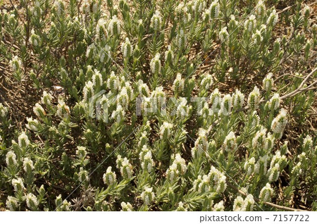 法國薰衣草的芽 7157722