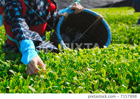 Tea picking Tea picking 7157898