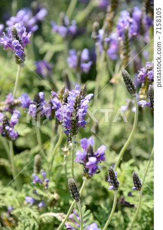 Lace lavender 7158105