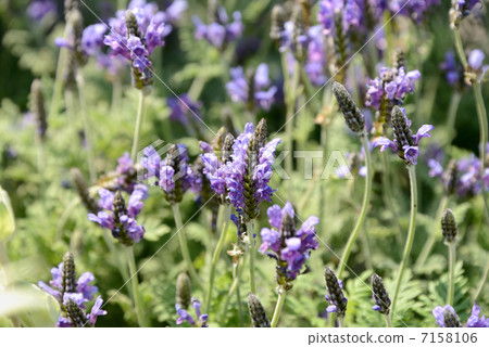 Lace lavender Lace lavender 7158106