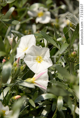 Konboruburusu 7158107