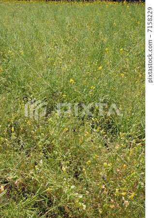 Cold-blooming Hanana Fruit Cold-blooming Hanana Fruit 7158229
