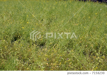 Cold-blooming Hanana Fruit Cold-blooming Hanana Fruit 7158230