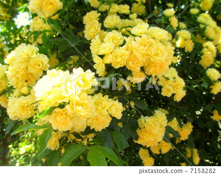 盛開的黃色mockholy 7158282