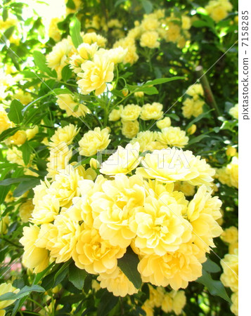 黃色的mockholough 7158285