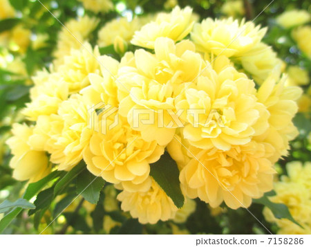 黃色的mockholough 黃色的mockholough 7158286