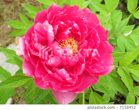 按鈕花 7158452