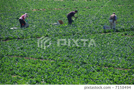 Cabbage Harvest Cabbage Harvest 7158494