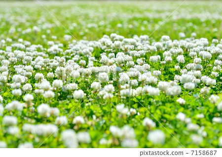 Clover's meadow. Clover's meadow. 7158687