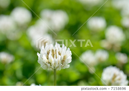 三葉草的草地。 7158696