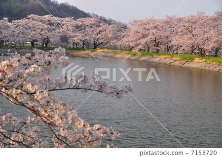 Cherry blossoms and ponds in full bloom 7158720