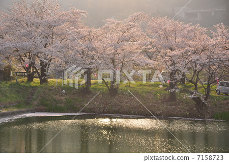 Cherry blossoms illuminated by the sunset 7158723
