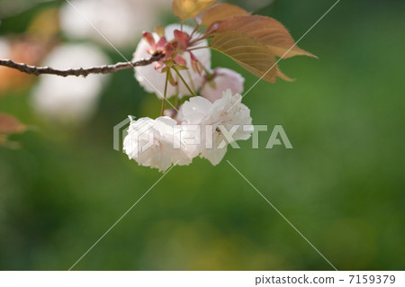 Cherry Blossoms	 7159379