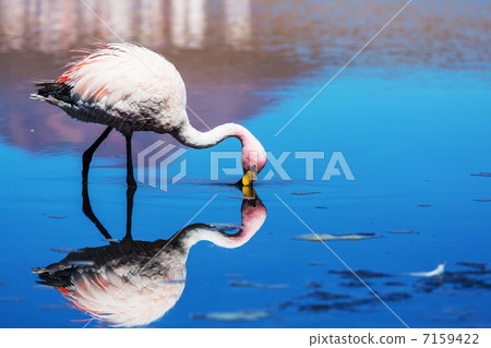 Flamingo 7159422