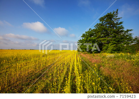 Field Field 7159423