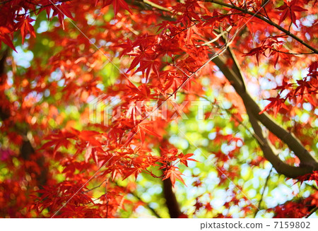 Dejojou Flower語言：重要記憶Acer palmatum'De shojo' 7159802