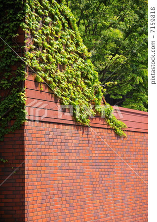 April Leaves ivy / grape family 26 fresh green April Leaves ivy / grape family 26 fresh green 7159818
