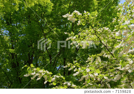 四月花Hakoununboku和Ekonoki 07 四月花Hakoununboku和Ekonoki 07 7159828