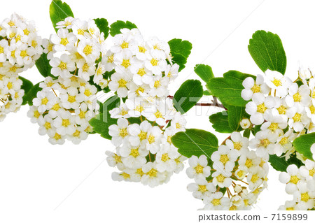 Beautiful white flowering shrub Spirea aguta (Brides wreath). 7159899