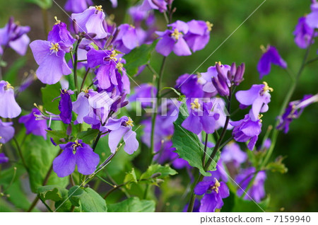 Murasakihanana - 在春風吹來〜 Murasakihanana - 在春風吹來〜 7159940