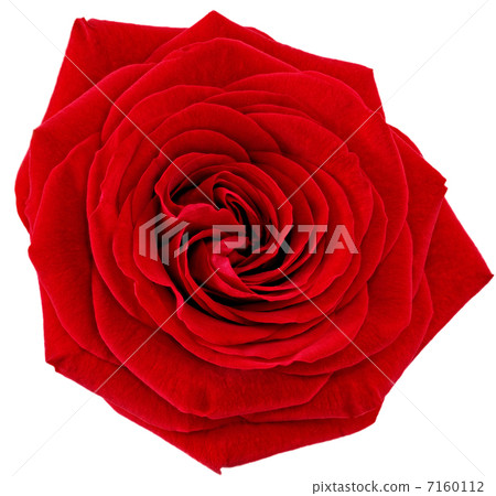 Beautiful single red  rose flower. Isolated. 7160112
