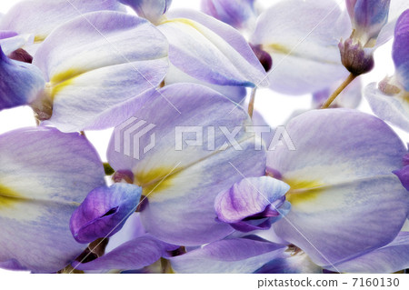 Beautiful Wisteria flowers isolated.On white background Beautiful Wisteria flowers isolated.On white background 7160130