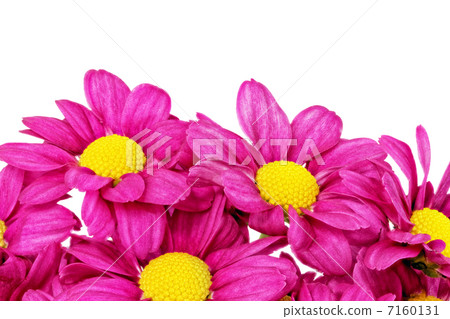 chrysanthemum, flower, regions 7160131