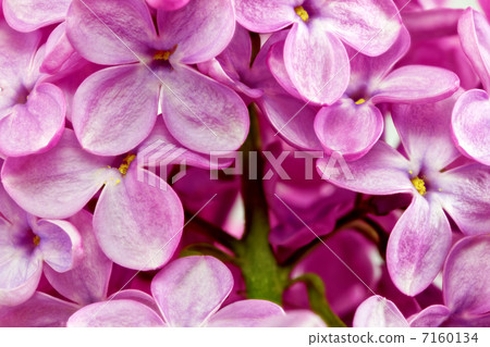 Beautiful Bunch of Lilac close-up 7160134