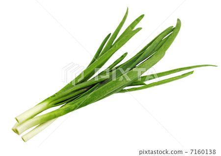 Young onion on white background. Close-Up. Isolated. 7160138