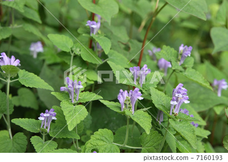 黃芩 黃芩 7160193