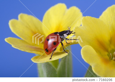 ladybird on camomile flower 7160206