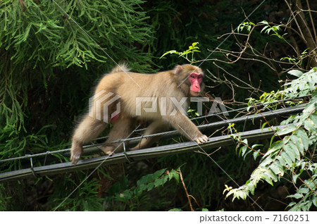 一隻猴子 一隻猴子 7160251