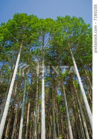 新鮮的綠色柏森林 新鮮的綠色柏森林 7160288