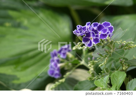Duranta Takarazuka Duranta Takarazuka 7160403