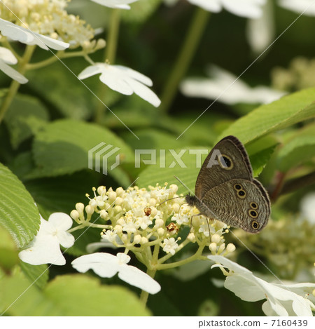 Yabudemari和Shimeira Namijanome 7160439