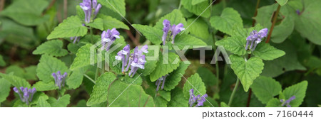 黃芩 黃芩 7160444