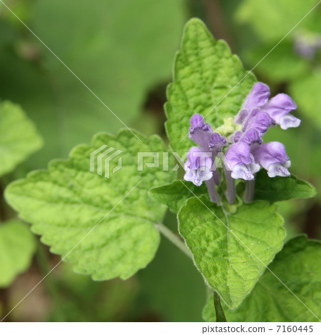 黃芩 黃芩 7160445