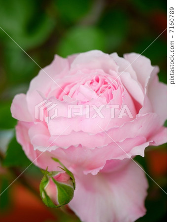 一個描繪優雅波浪的花瓣 一個描繪優雅波浪的花瓣 7160789