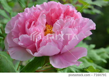 牡丹 牡丹 7160791