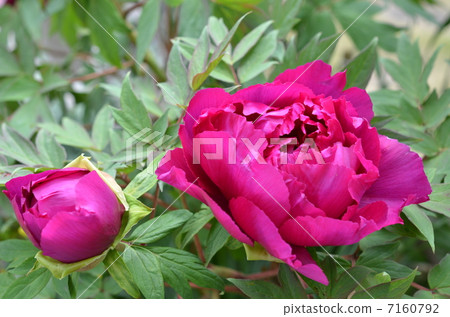 Peony 7160792