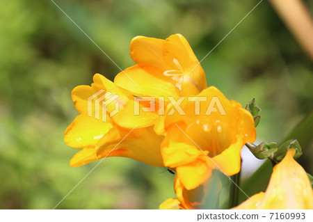 Yellow Freesia Yellow Freesia 7160993