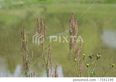 Sorrel 7161199