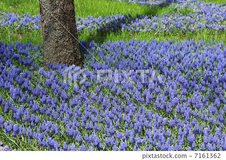 spring park spring park 7161362