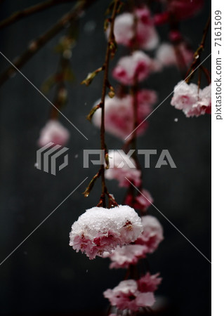 Cherry Blossoms   7161509