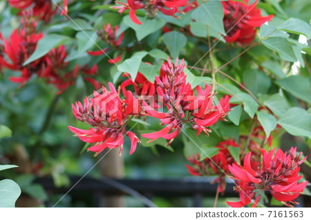 My name is Coral paulownia coral reef. My name is Coral paulownia coral reef. 7161563